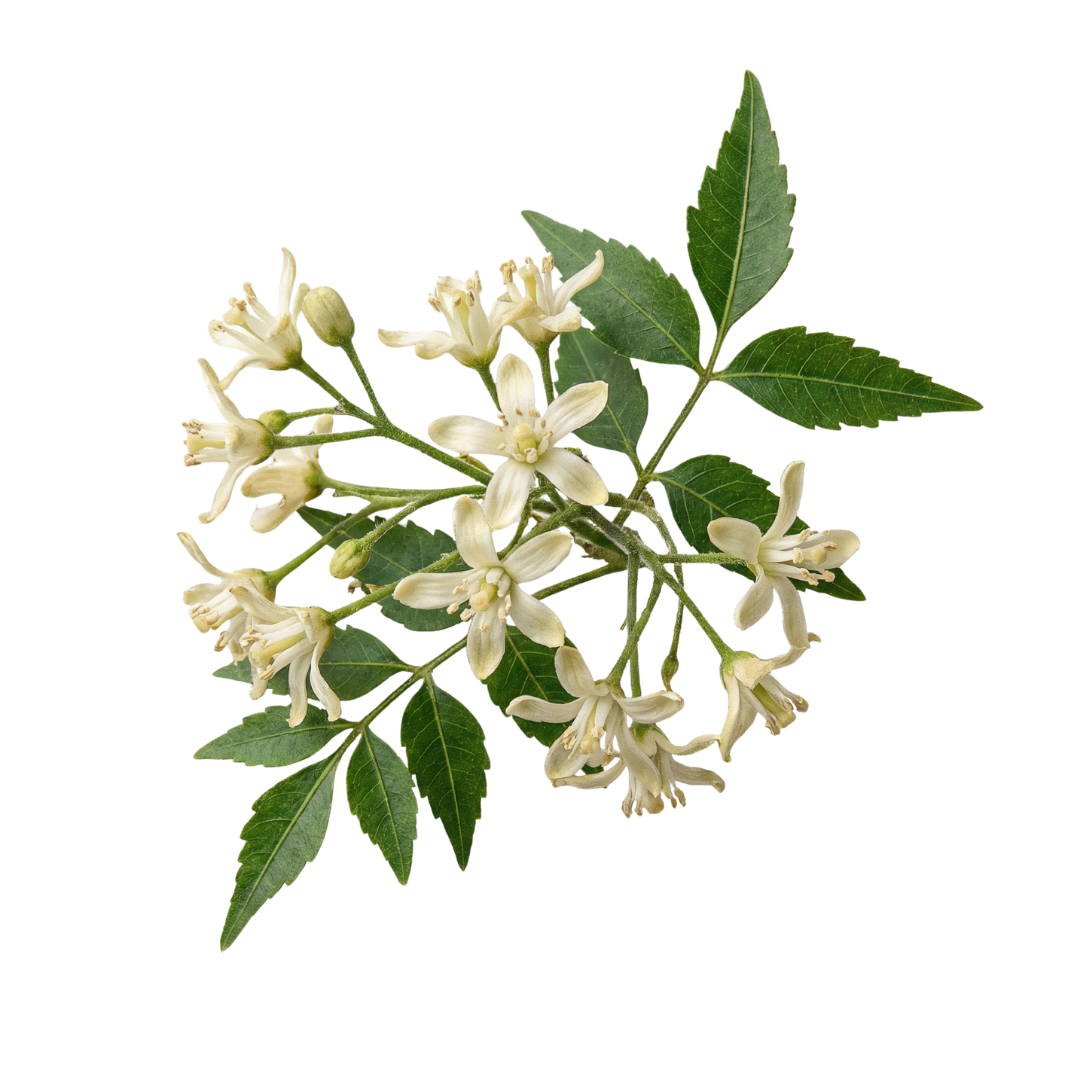 Holy Basil