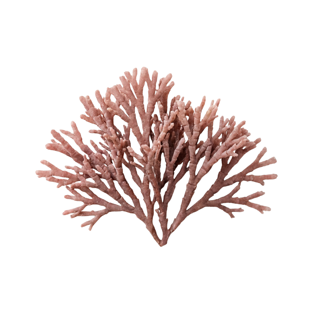Corallina